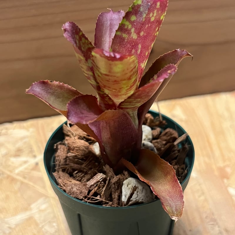 ネオレゲリア サクラ | GREEN LUCK