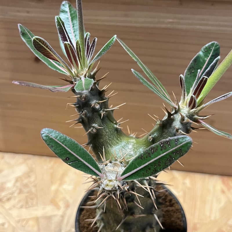 パキポディウム カクチペス | GREEN LUCK