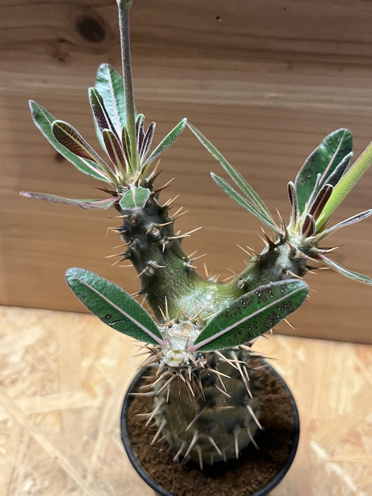 パキポディウム カクチペス | GREEN LUCK