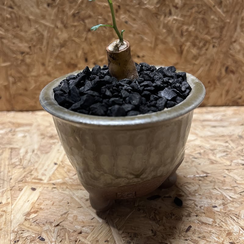 オペルクリカリア パキプス 根差し×伝市鉢 穴窯 | GREEN LUCK