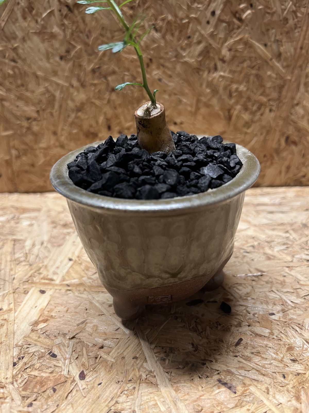 オペルクリカリア パキプス 根差し×伝市鉢 穴窯 | GREEN LUCK