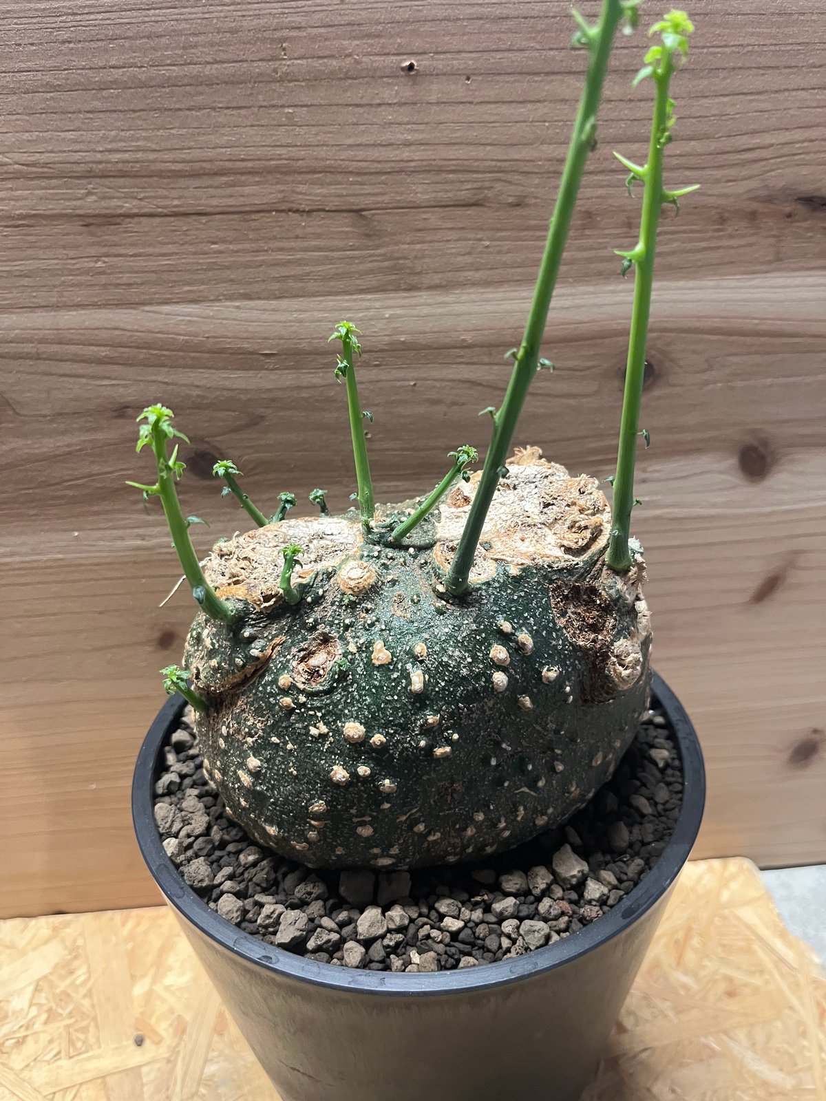 【良型】アデニア グロボーサ 現地球 良型】アデニア グロボーサ 現地球 良型】アデニア グロボーサ 現地球