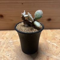 アロエ テンプラ | GREEN LUCK