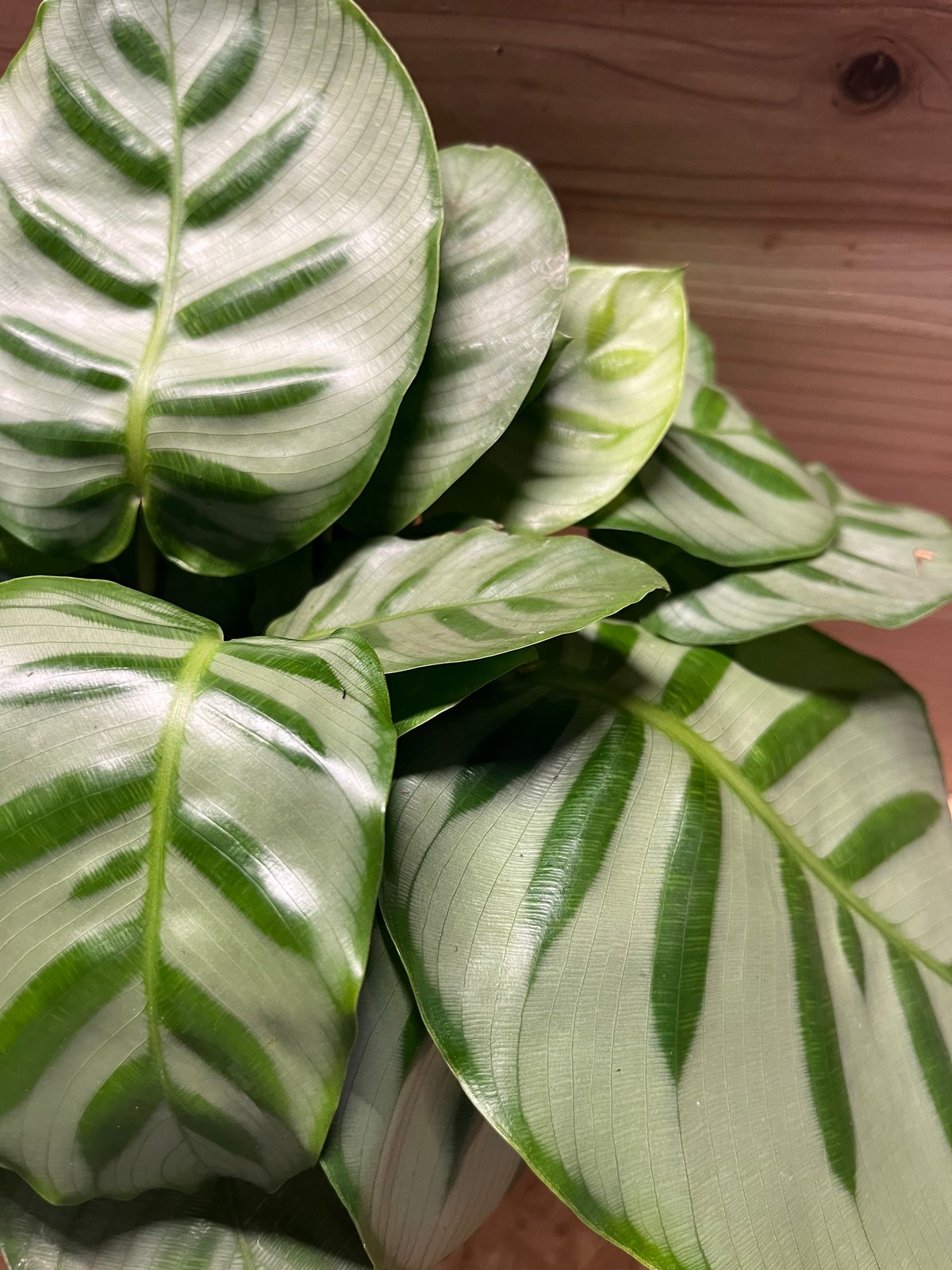 カラテア ゲッペルディア ベラ カリーナ | GREEN LUCK カラテア ゲッペルディア ベラ カリーナ | GREEN LUCK