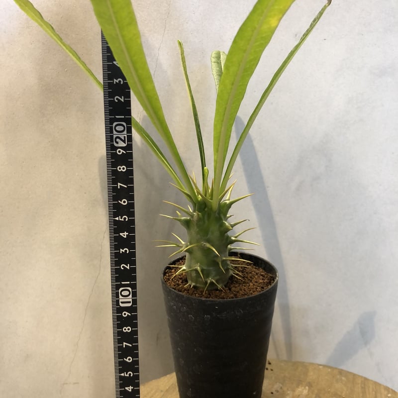 パキポディウム アンボンゲンセ 3 | GREEN LUCK 