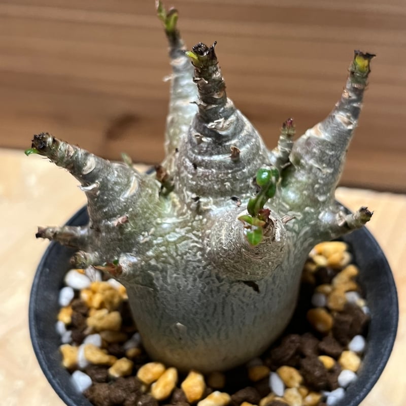 アデニウム・アラビカム・スーパードワーフ アデニウム アラビカム 