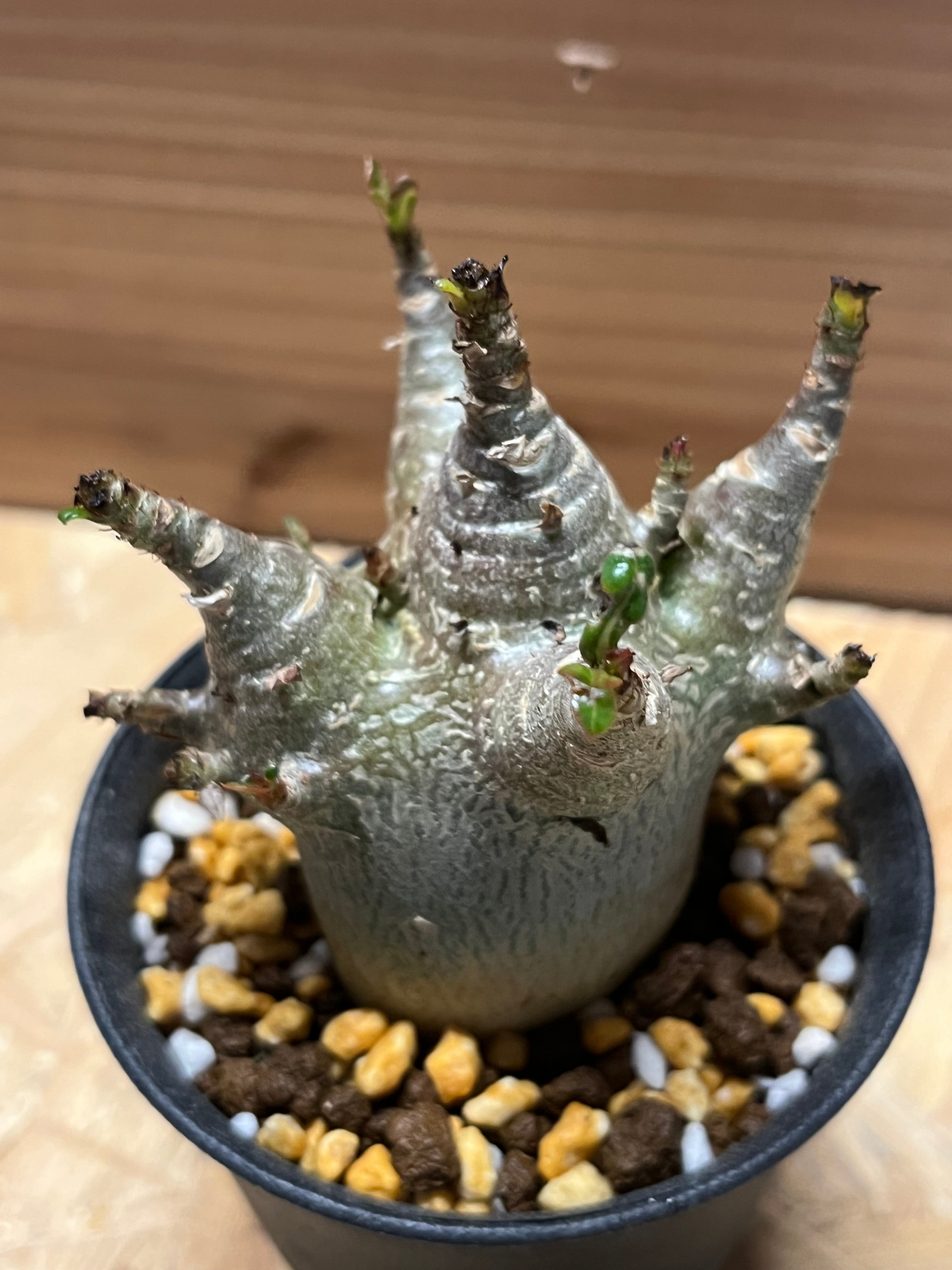 【ドワーフ/超極太 】アデニウム アラビカム ウワン ダム 鉢植え A-6 アデニウム アラビカム スーパードワーフ | GREEN LUCK