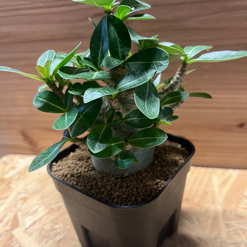 S.K.C　PA56,58,59　アデニウム　アラビカム コーデックス：アデニウム アラビカム コンパクトセレクト 信楽焼鉢*葉