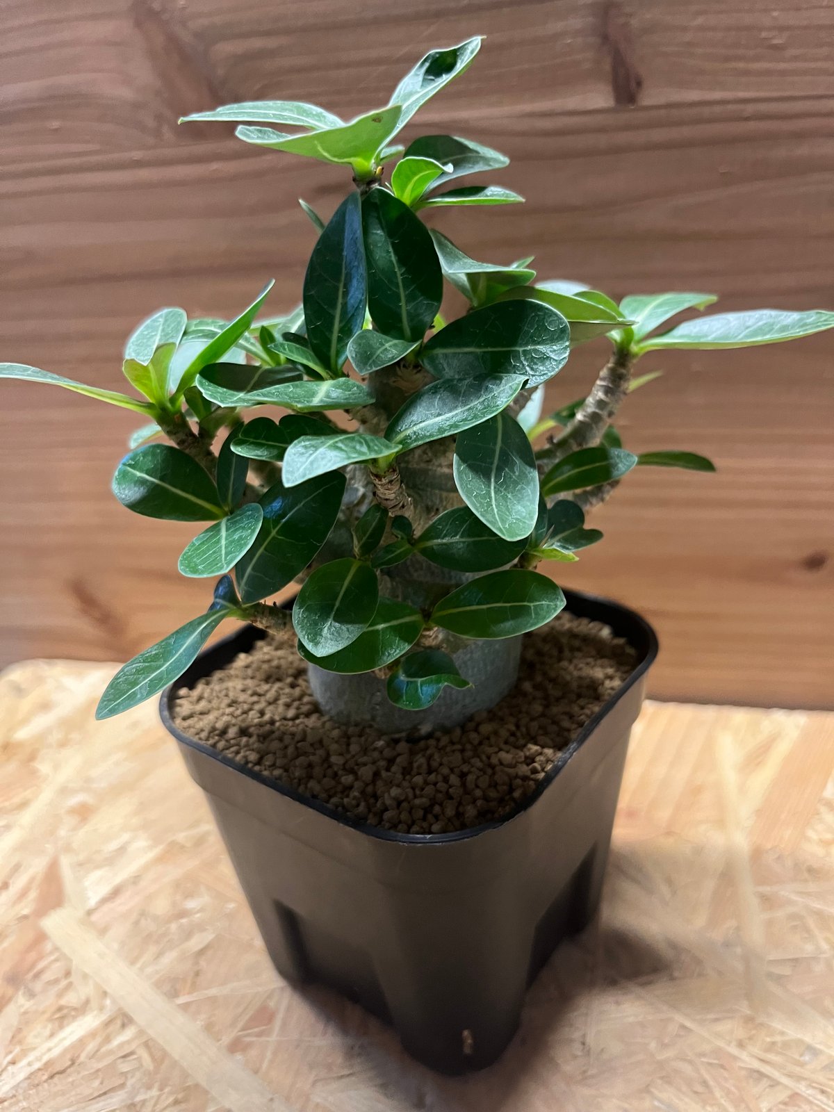 アデニウム アラビカム スーパードワーフ | GREEN LUCK