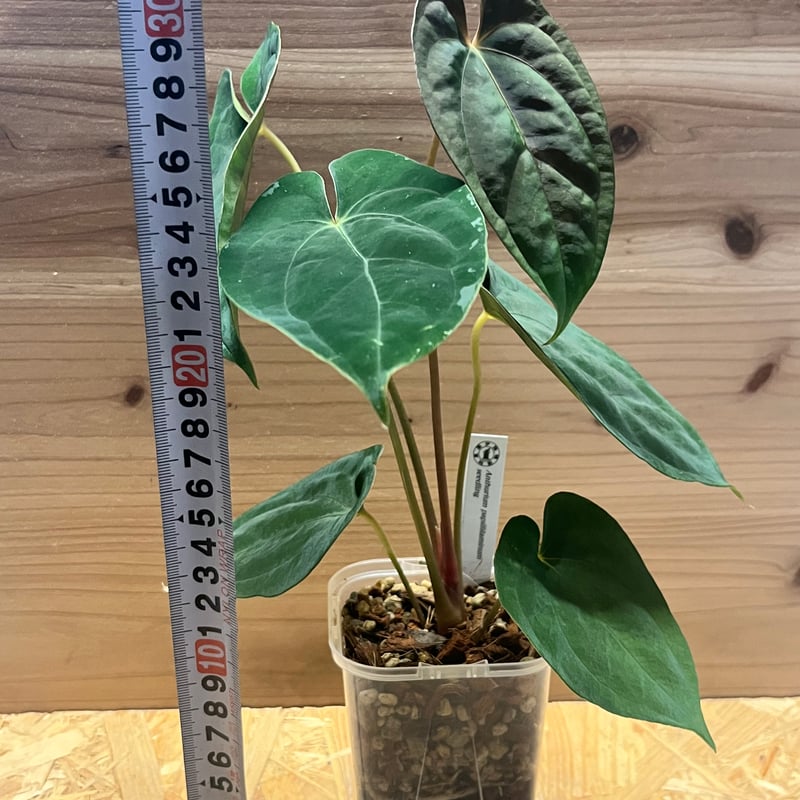 アンスリウム　パピリラミナム アンスリウム・パピリラミナム 斑入り x パピリラミナム