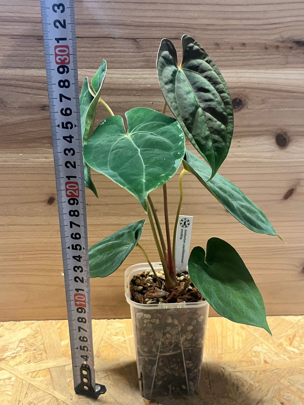 アンスリウム　パピリラミナム アンスリウム パピリラミナム シーディング | GREEN LUCK