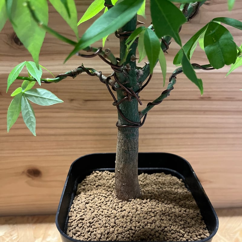 トックリキワタ パラボラッチョ | GREEN LUCK