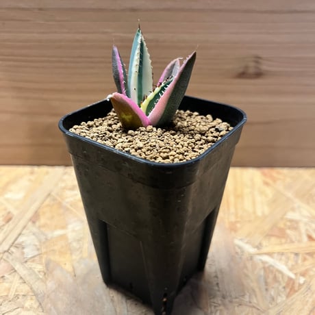 アガベスナグルトゥース | STORES