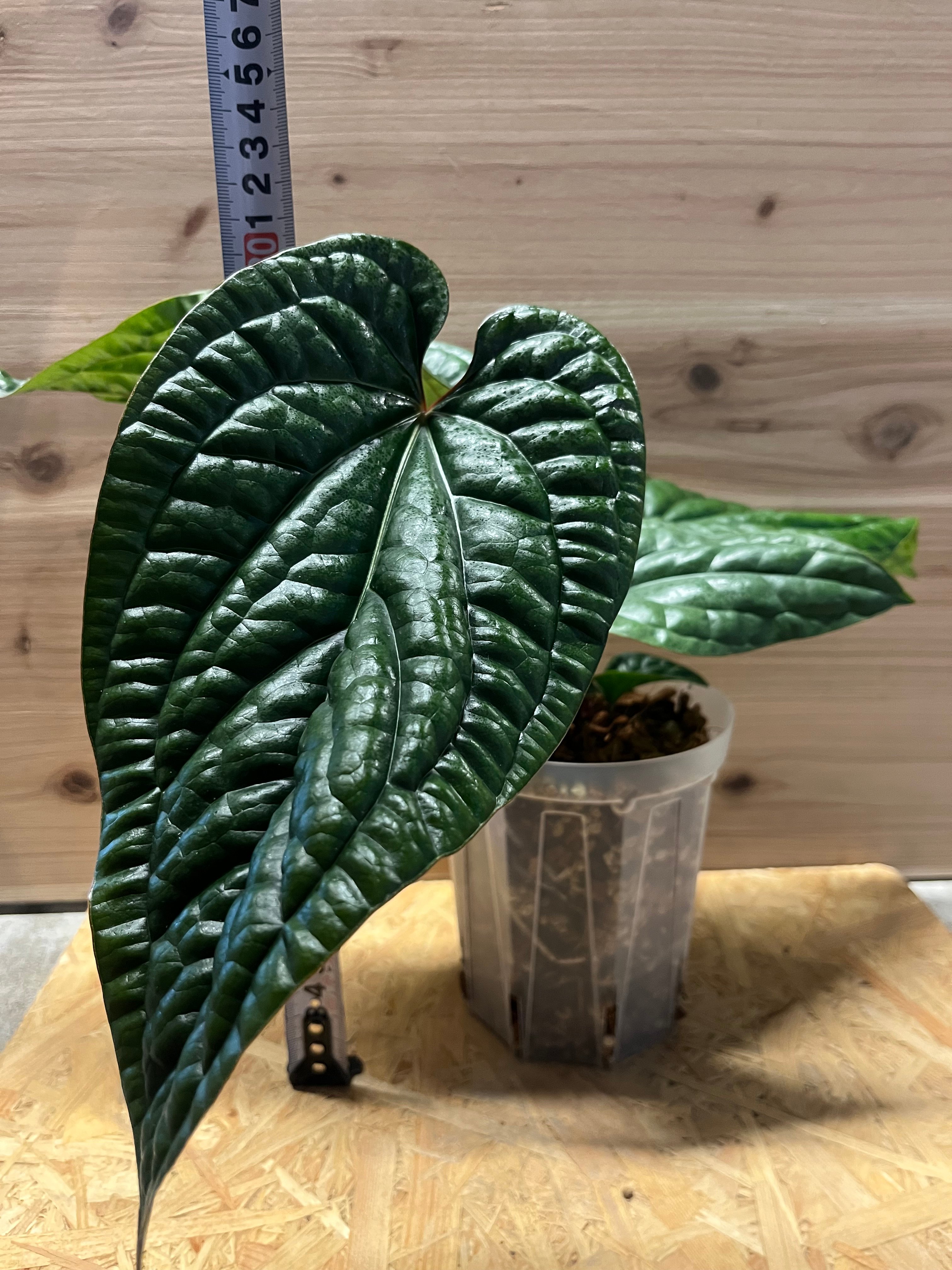 荒木植物園 AOPF.JP 5号鉢 アンスリウム ルクスリアンス×ラディカンス original