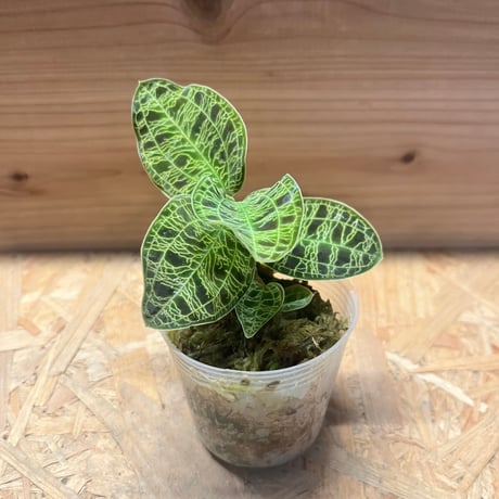 ジュエルオーキッド | STORES