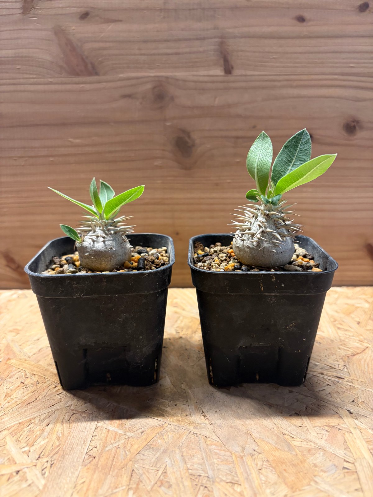 パキポディウム　ブレビカウレ　恵比寿笑い パキポディウム ブレビカウレ 恵比寿笑い | GREEN LUCK