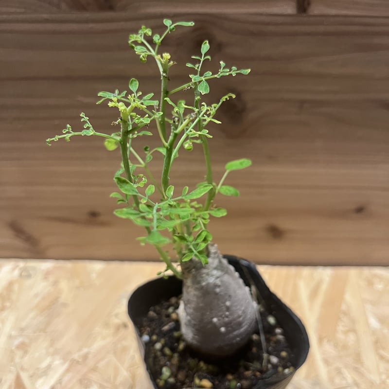 モリンガ | GREEN LUCK