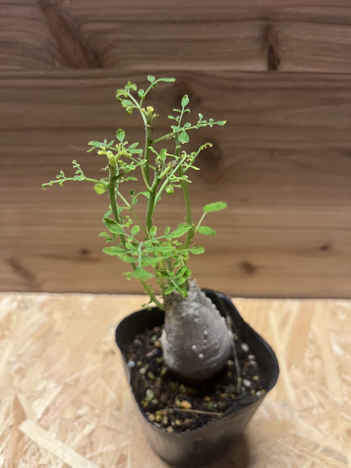 モリンガ | GREEN LUCK