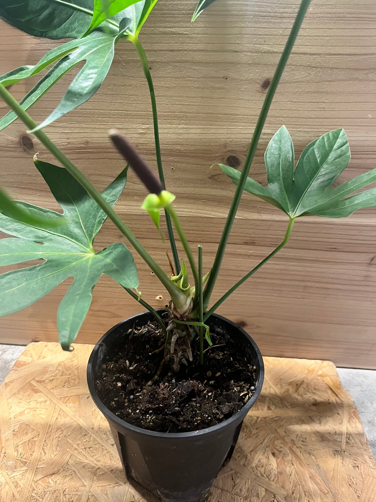 アンスリウム ペダトラディアツム | GREEN LUCK