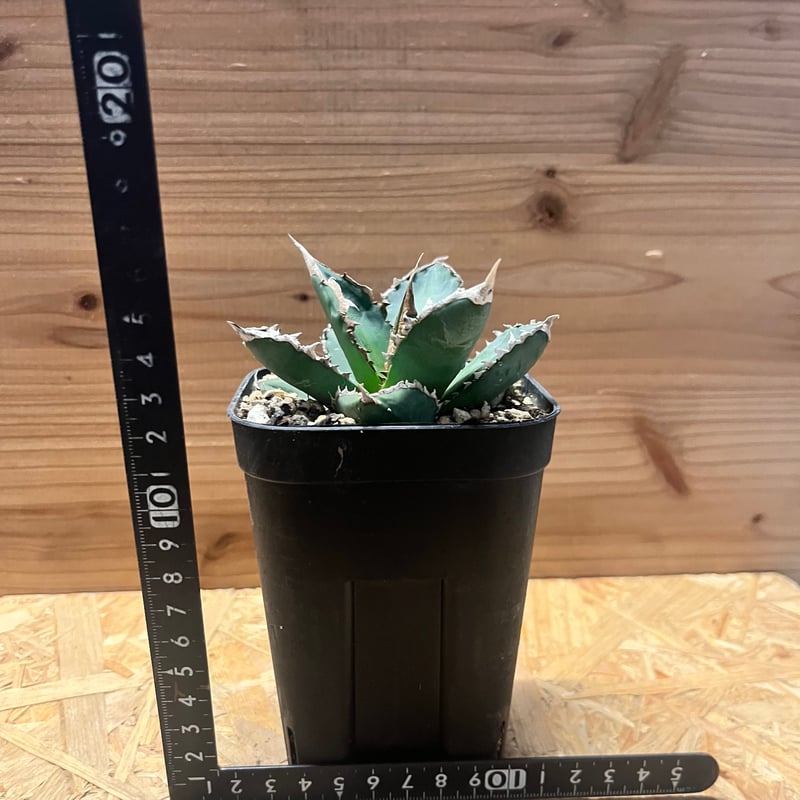 アガベ チタノタ '浪人' | GREEN LUCK