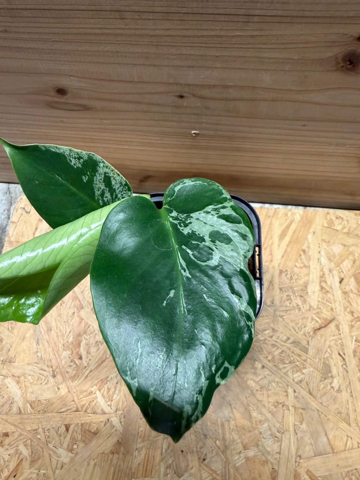 モンステラ デリシオーサ 'バルバソー' | GREEN LUCK