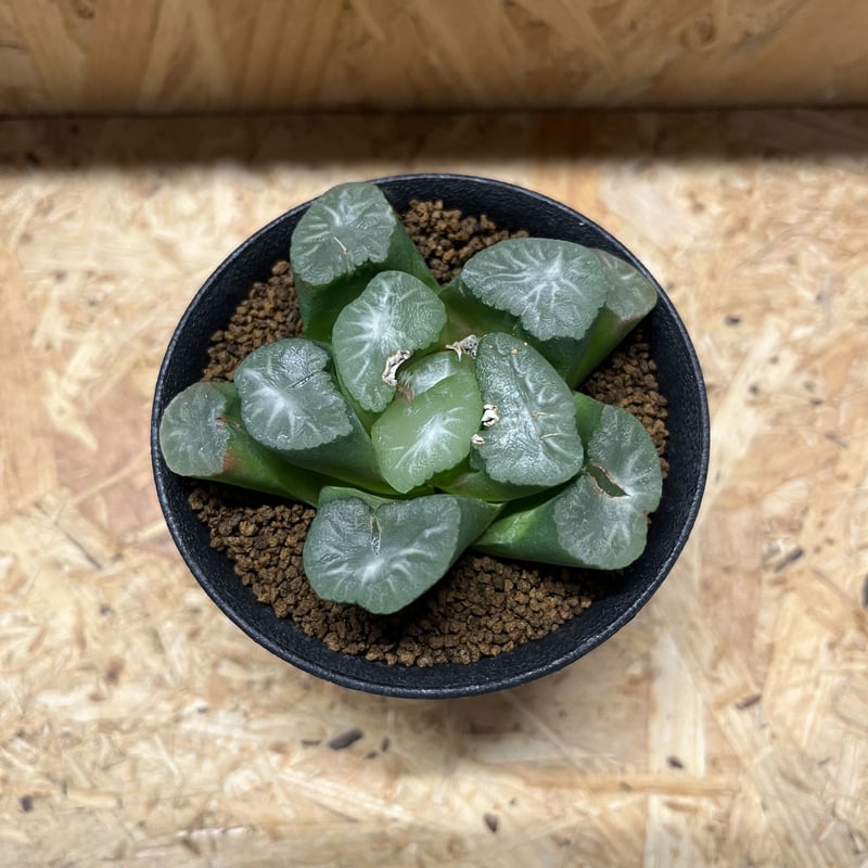 ハオルチア 万象 竜文 ハオルチア 万象 竜文 【公式通販】