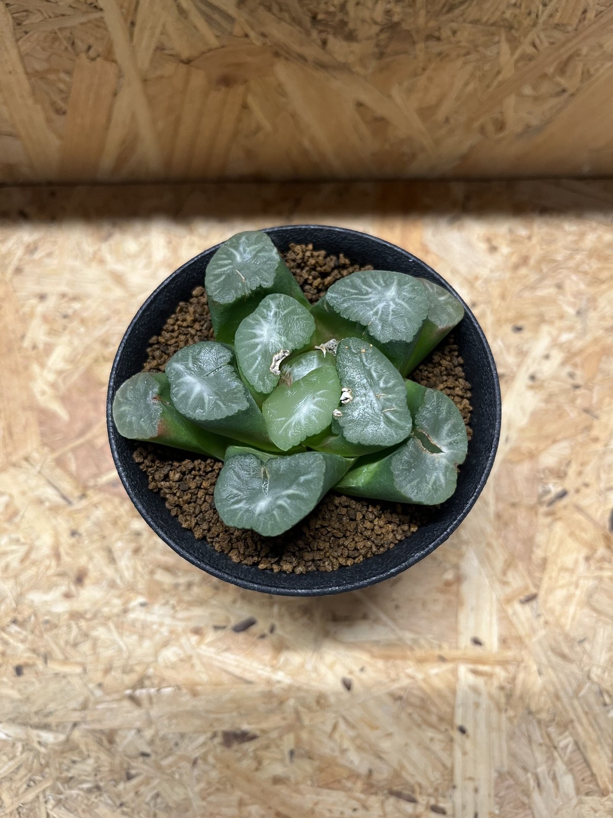 ハオルチア 万象 | GREEN LUCK