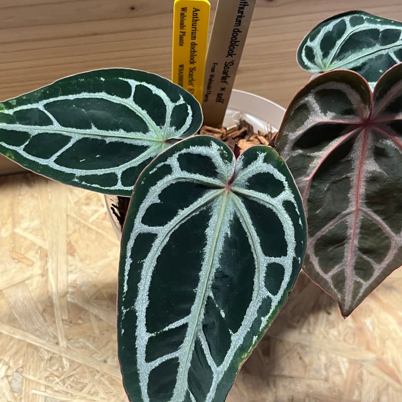 アンスリウム スカーレット | GREEN LUCK