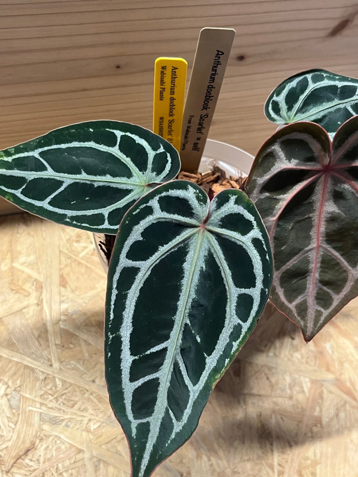 アンスリウム スカーレット | GREEN LUCK