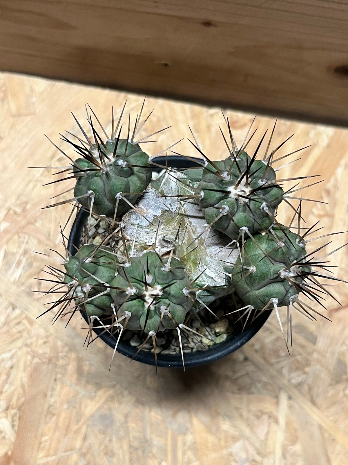 ●Copiapoa cinerea コピアポア・シネレア 黒王丸 実生 コピアポア シネレア 黒王丸 実生 | GREEN LUCK