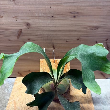 ビカクシダヒリー | STORES