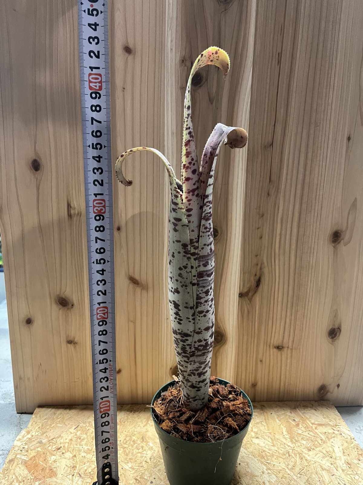 ケスネリア マルモラータ ティムプローマン | GREEN LUCK