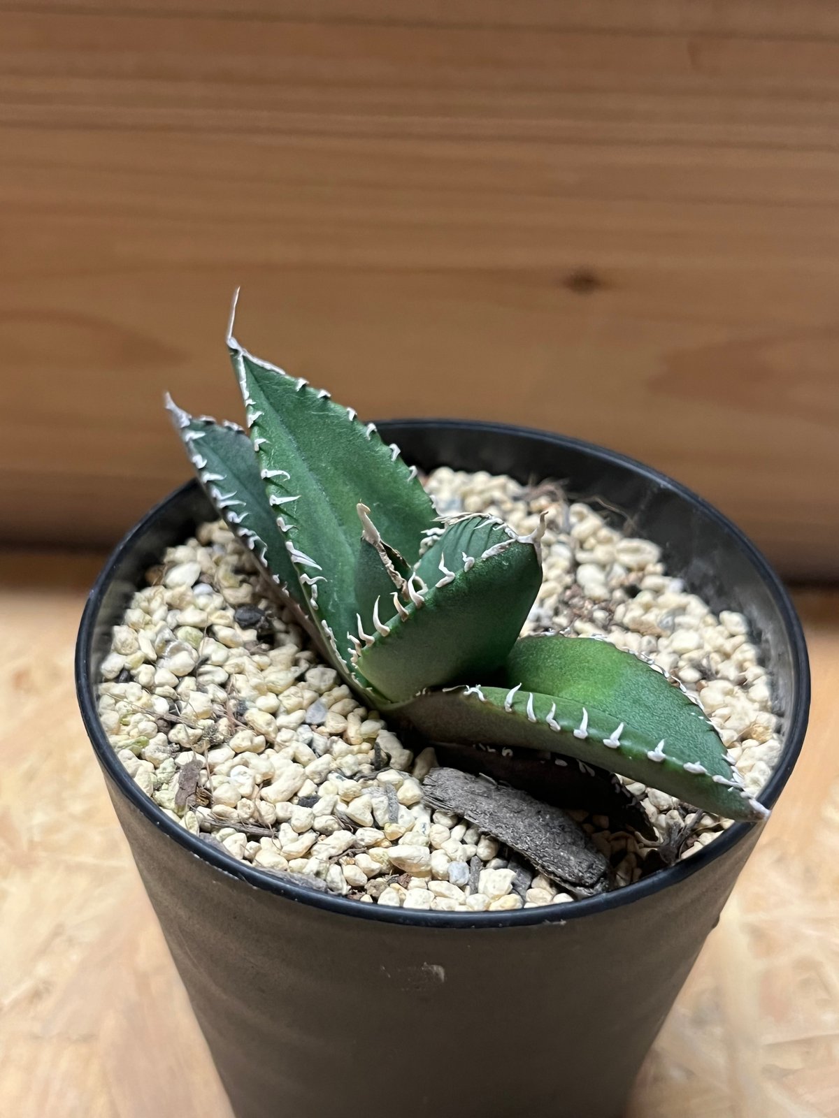 南アフリカIris産】agave titanota sad 斑入り 【公式通販】