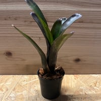 ネオレゲリア　ノスフェラトゥ ネオレゲリア ノスフェラトゥ | GREEN LUCK