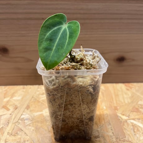 anthurium | STORES anthurium | STORES