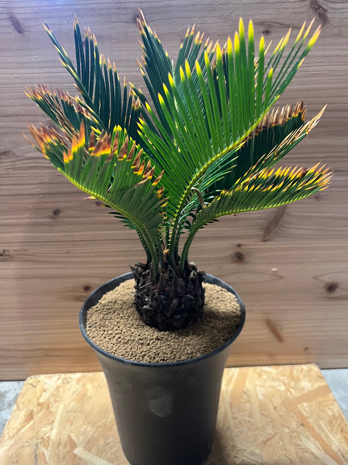 自然なデザインの金環ソテツ盆栽 約30cm 今回のご紹介👇, ❤️超黄金