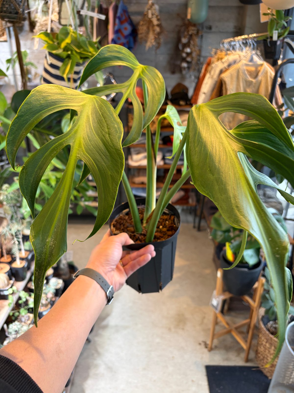 モンステラ 'バールマルクスフレーム' | GREEN LUCK