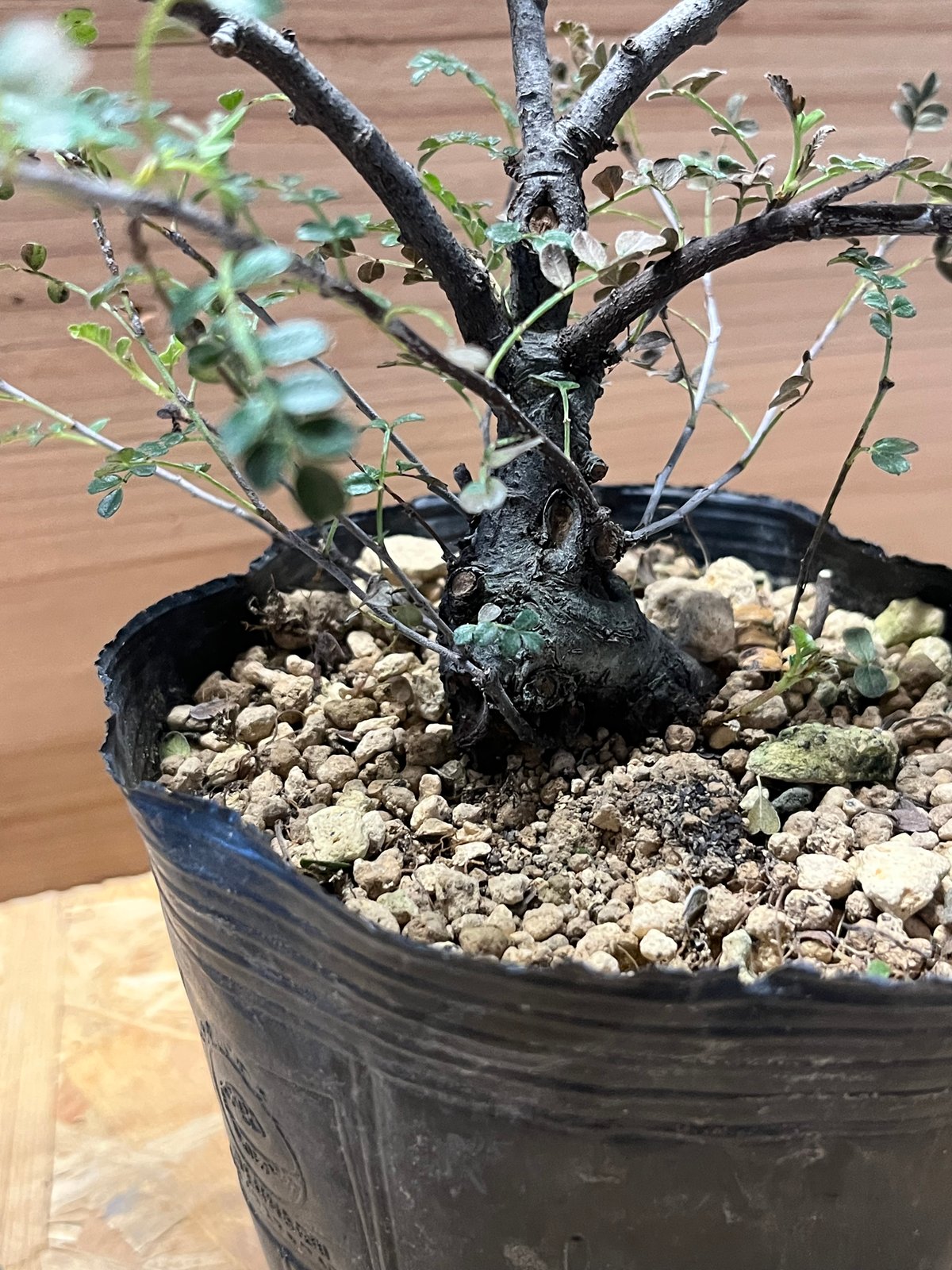 磯山椒 天の梅 | GREEN LUCK