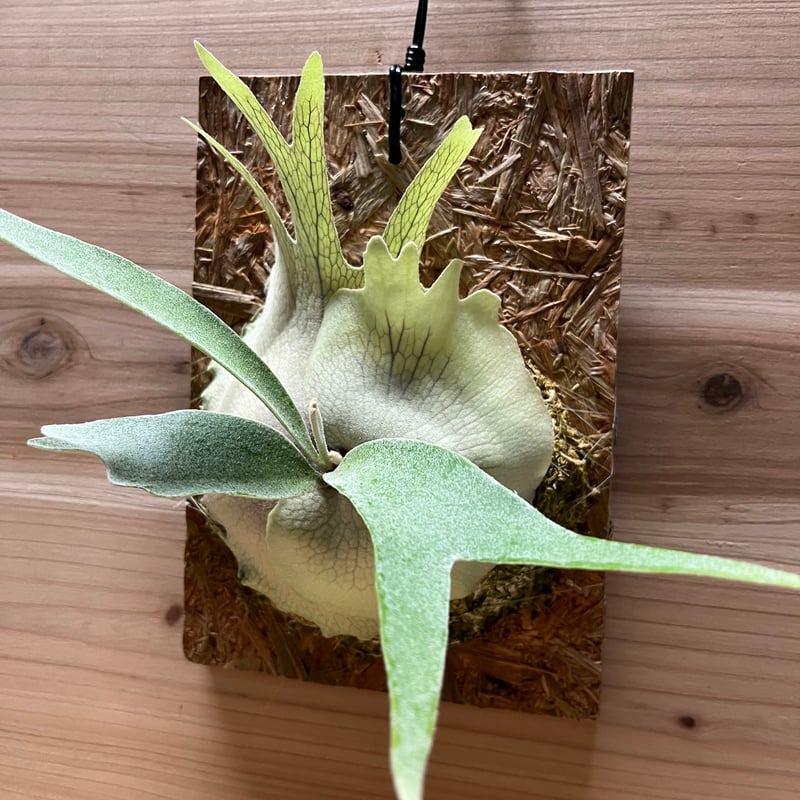 ビカクシダ ベイチー レモイネイ | GREEN LUCK