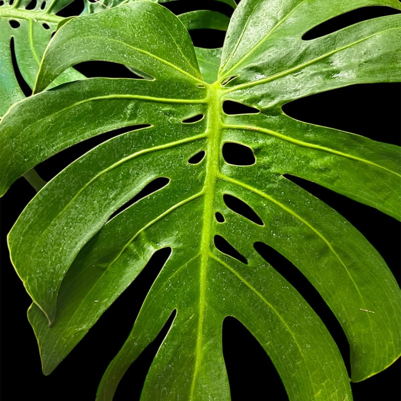 E13 モンステラ デリシオサ マクロコズム コレクション】モンステラ デリシオーサ 'マクロコズム'親株 – RARE