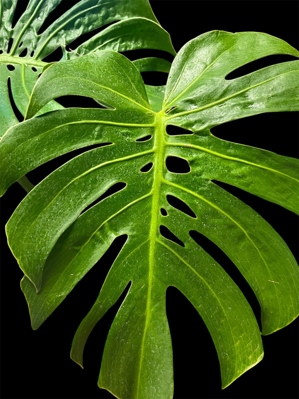 モンステラ・デリシオサ・マクロコズム モンステラ デリシオーサ マクロコズム | GREEN LUCK