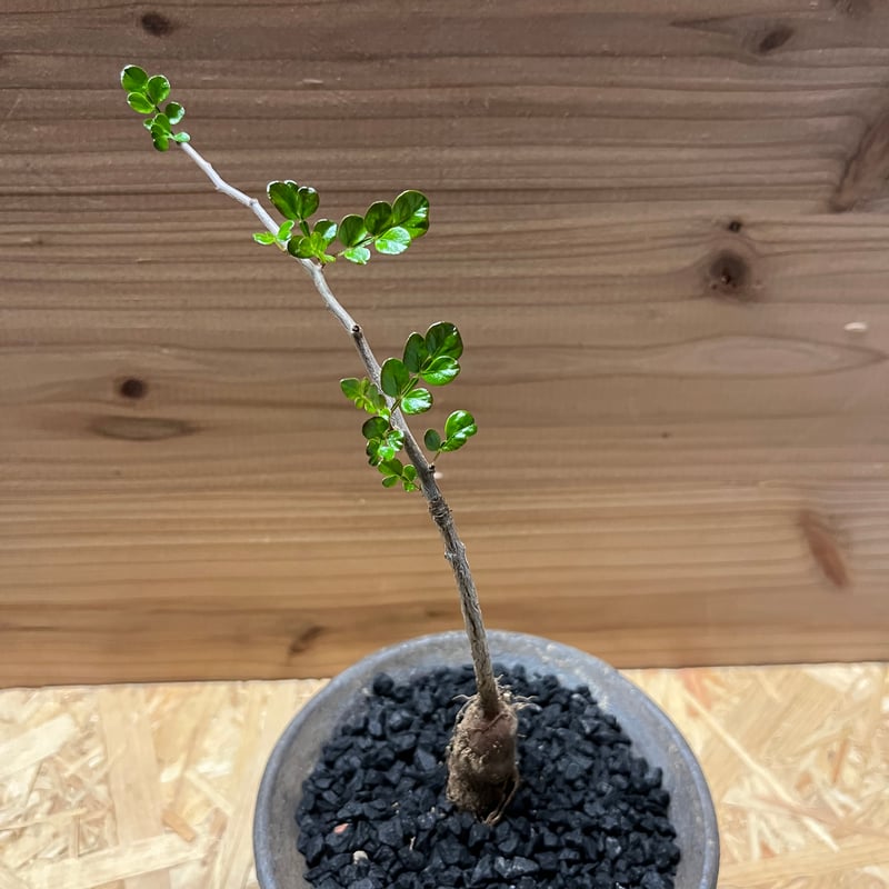 オペルクリカリア デカリー　特大株　鉢ごと発送 オペルクリカリア デカリー 大株 鉢ごと発送 オペルクリカリア