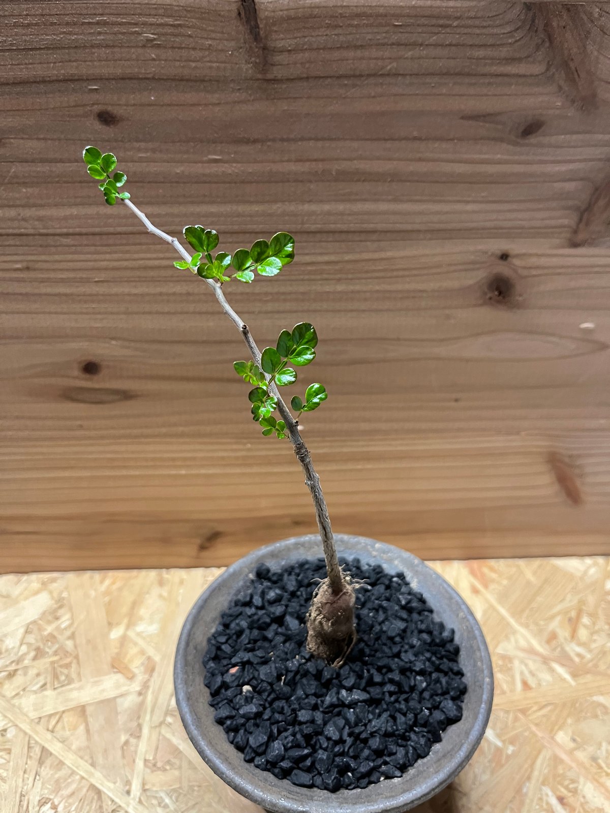 オペルクリカリア デカリー×土京鉢 | GREEN LUCK