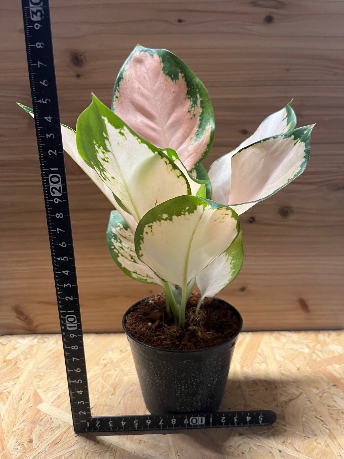 アグラオネマ コーチンピーチ | GREEN LUCK