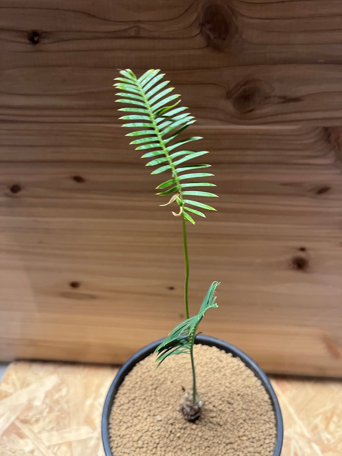 ディオーン エデュレ | GREEN LUCK