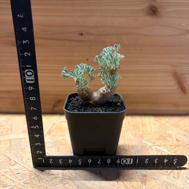 モンソニア ムルチフィダ | GREEN LUCK