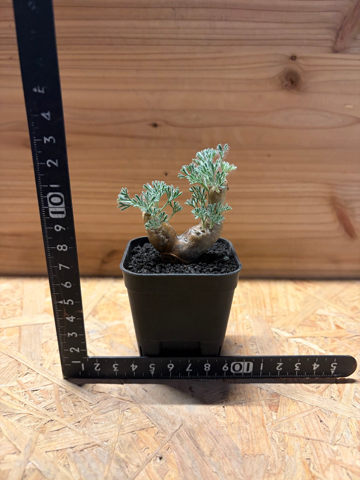 モンソニア ムルチフィダ | GREEN LUCK