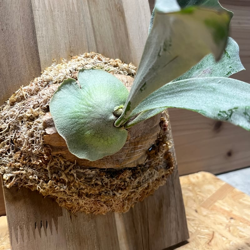 ビカクシダ sp. マジュスポ HK スポア | GREEN LUCK