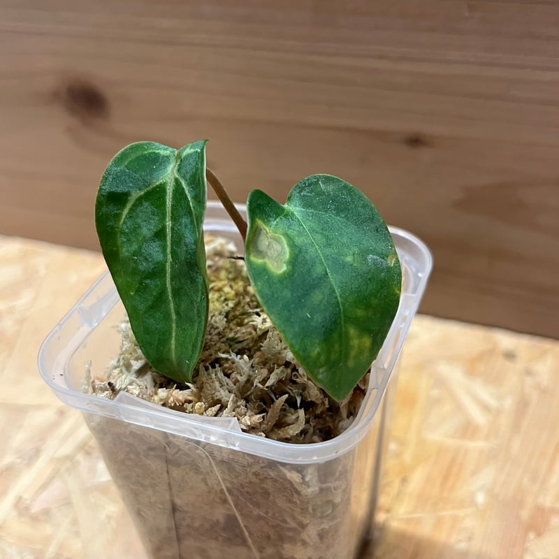 けんレア　特価　アンスリウム　カーラブラッキー　幼苗 けんレア 特価 アンスリウム カーラブラッキー 幼苗 けんレア