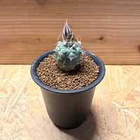 レウクテンベルギア プリンキピス 晃山×信楽鉢 | GREEN LUCK